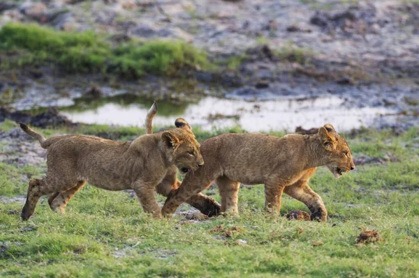 Löwe Panthera Leo Zwei Junge Spielen Frühen Morgen Chobe Nationalpark — Stockfoto