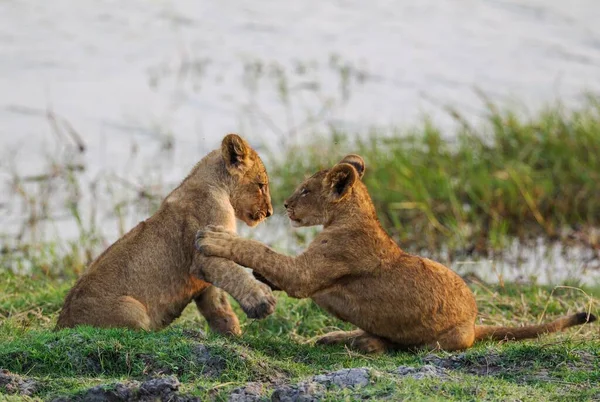 Lion Panthera Leo Two Cubs Play Early Morning Chobe National — Stock Photo, Image