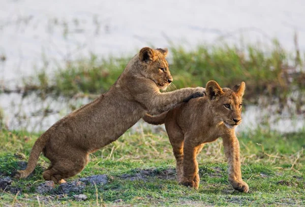 Lion Panthera Leo Two Cubs Play Early Morning Chobe National — Stock Photo, Image