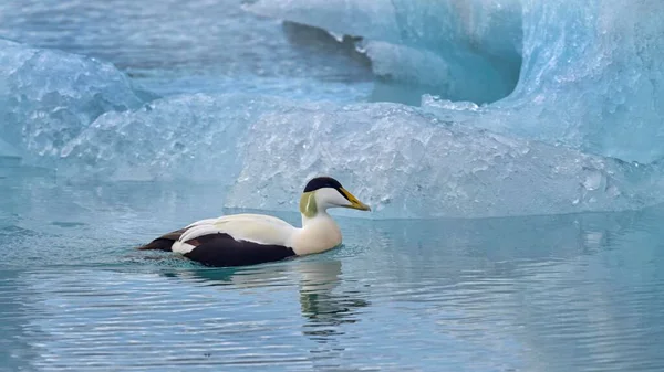 Eider Somateria Mollissima Rake Entre Icebergs Jkulsrln Glaciar Lagoa Região — Fotografia de Stock