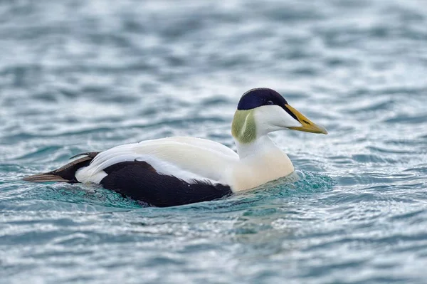 Eider Somateria Mollissima Drake Laguna Lodowcowa Jkulsrln Region Południowy Islandia — Zdjęcie stockowe