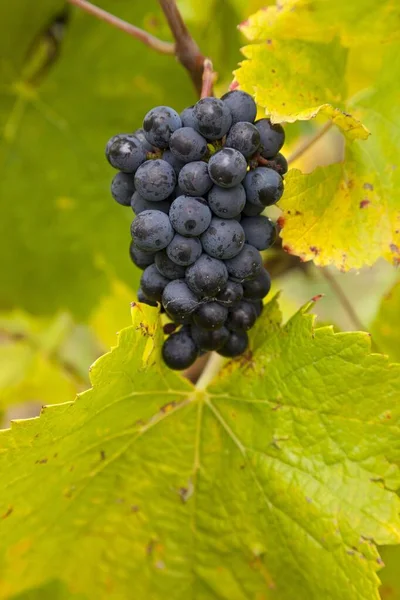 熟すブルーブドウ Vitis ブドウ畑 ライン渓谷 ヘッセ ドイツ ヨーロッパ — ストック写真