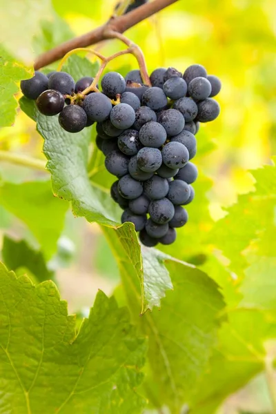 Uvas Azuis Maduras Vitis Sobre Videira Garganta Reno Hesse Alemanha — Fotografia de Stock