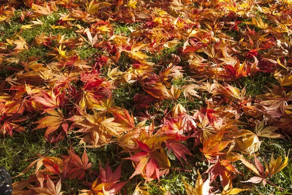 Ярко Окрашенные Листья Клена Лежат Траве Японский Клен Acer Japonicum — стоковое фото