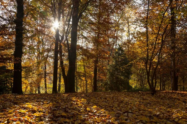 Vigas Solares Árboles Bosque Otoñal Rombergpark Dortmund Renania Del Norte — Foto de Stock