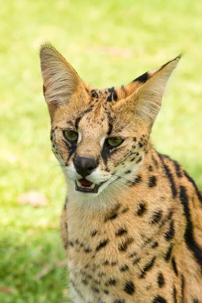 Serval Leptailurus Serval Portrait Years Captive Africa — Stock Photo, Image