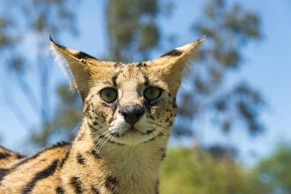 Serval Leptailurus Serval Portre Yıl Afrika Esir — Stok fotoğraf