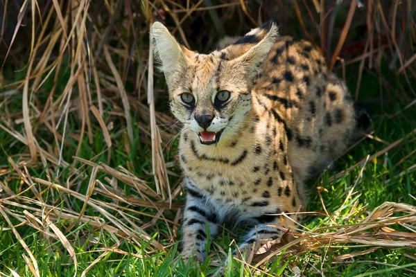 Serval Leptailurus Serval Syčení Roky Afrika Kaptivní — Stock fotografie