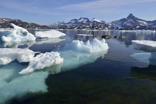 Förpackning Eller Drift Kong Oscars Havn Ammassalik Island Östra Grönland — Stockfoto