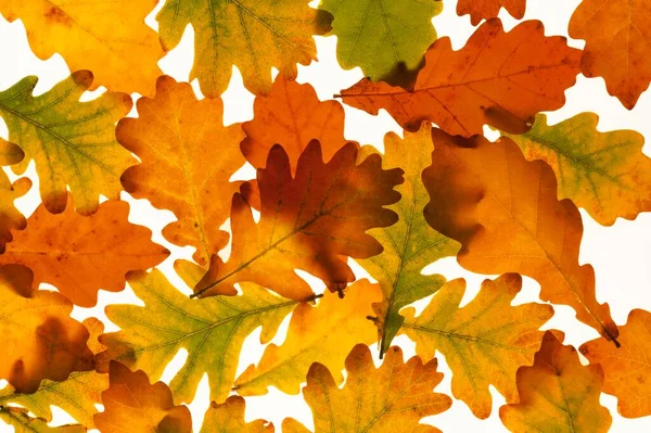 Inglês Carvalho Quercus Robur Folhas Cores Outono Iluminado Por Trás — Fotografia de Stock