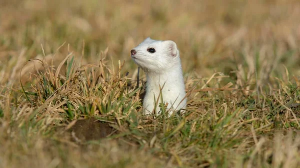 Stoat Mustela Erminea Manteau Hiver Regardant Hors Terrier Curieux Réserve — Photo