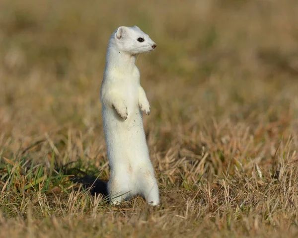 Stoat Mustela Erminea Manteau Hiver Debout Réserve Biosphère Souabe Jura — Photo