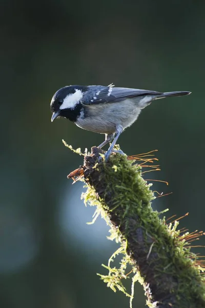 Coal Tit Parus Ater Emsland Lower Saxony Germany Europe — 图库照片