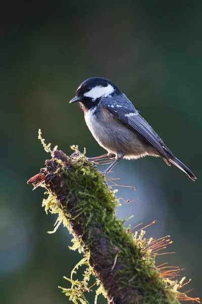 Coal Tit Parus Ater Sitting Mossy Branch Emsland Lower Saxony — 图库照片