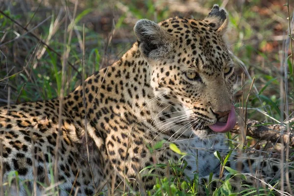 Lampart Panthera Pardus Samica Portret Leżący Trawie Sabi Sands Game — Zdjęcie stockowe