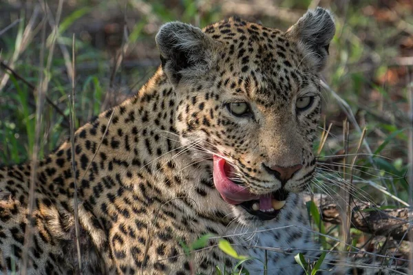 Leopardo Panthera Pardus Femmina Ritratto Sdraiato Sull Erba Sabi Sands — Foto Stock