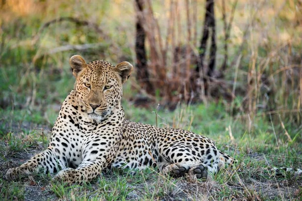 Leopardo Panthera Pardus Macho Sabie Sands Game Reserve África Sul — Fotografia de Stock