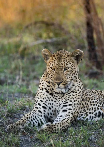 Leopard Panthera Pardus Hane Sabie Sands Game Reserve Sydafrika Afrika — Stockfoto