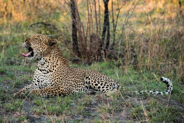 Leopar Panthera Pardus Erkek Sabie Sands Game Reserve Güney Afrika — Stok fotoğraf