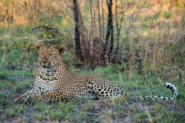 Leopardo Panthera Pardus Macho Sabie Sands Game Reserve África Sul — Fotografia de Stock