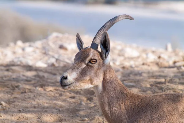 Núbiai Ibex Capra Ibex Nubiana Csak Egy Szarvval Zin Pusztája — Stock Fotó