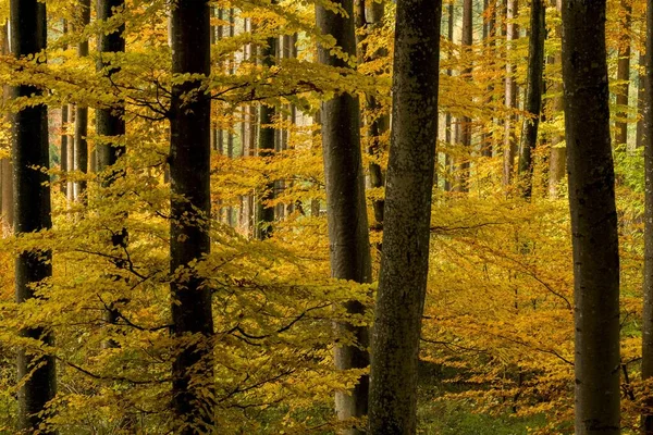 Faia Fagus Árvores Com Folhagem Outono Floresta Mindelheim Baviera Alemanha — Fotografia de Stock