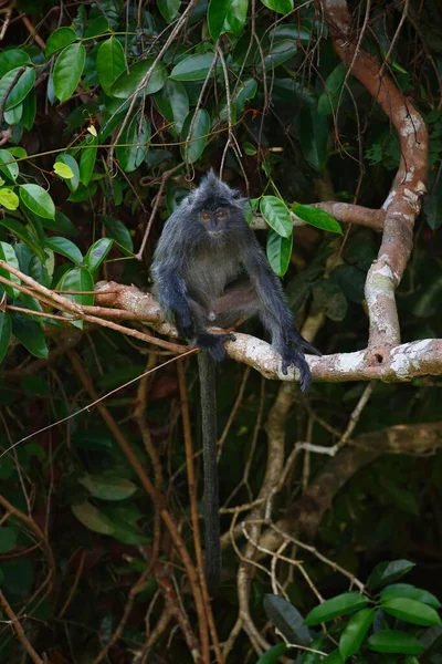 Silvery Lutung Trachypithecus Cristatus Mannetje Zittend Boomtak Permai Rainforest Santubong — Stockfoto