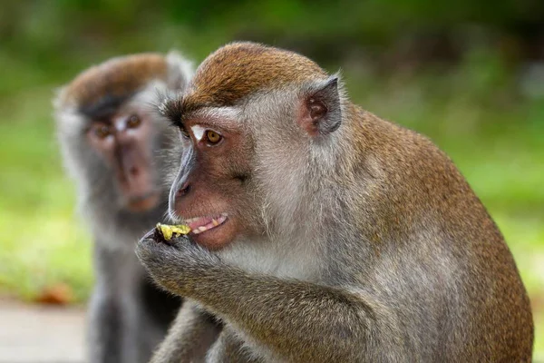 Crab Eating Macaques Macaca Fascicularis Eating Bako National Park Sarawak — 스톡 사진