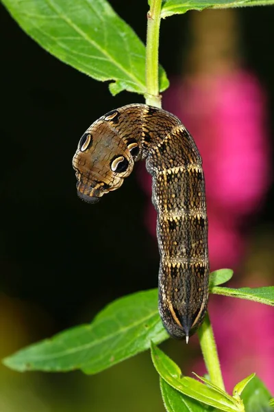 หนอนช างฮอว Deilephila Elpenor หนอนผ าตาลก อนท กเร ยนจะเร ยนบนท — ภาพถ่ายสต็อก