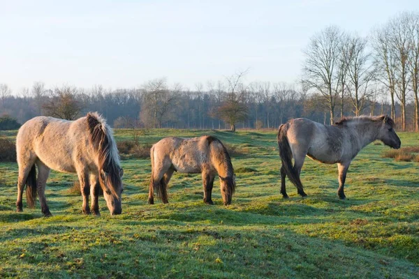 Tarpany Equus Ferus Ferus Skrzyżowanie Zwrotne Wacholderhain Haselnne Emsland Dolna — Zdjęcie stockowe