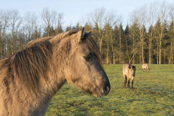 Тарпани Equus Ferus Ferus Беккрос Вахолдергайн Хасельн Емсленд Нижня Саксонія — стокове фото