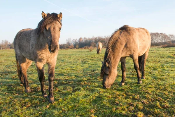 Tarpans Equus Ferus Backcross Wacholderhain Haselnne Emsland Lower Saxony Almanya — Stok fotoğraf