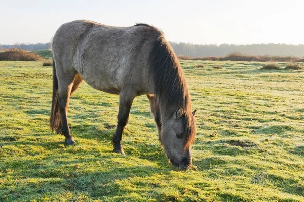 Tarpan Equus Ferus Ferus Backcrossing Wacholderhain Haselnne Emsland Bassa Sassonia — Foto Stock