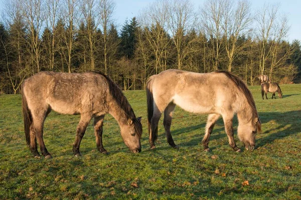 Тарпани Equus Ferus Ferus Беккрос Вахолдергайн Хасельн Емсленд Нижня Саксонія — стокове фото