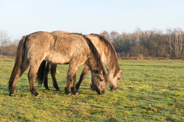 Tarpans Equus Ferus Ferus Backcrossing Wacholderhain Haselnne Emsland Bassa Sassonia — Foto Stock