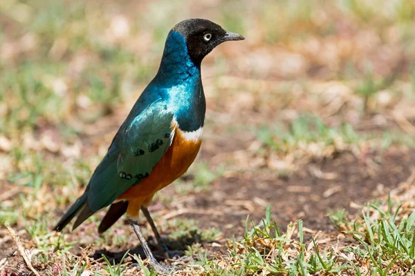 Superb Starling Lamprotornis Superbus Pejeta Conservancy Kenya Africa — Stock Photo, Image