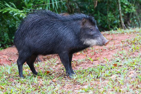 Peccaria Dal Becco Bianco Tayassu Pecari Mato Grosso Sul Brasile — Foto Stock