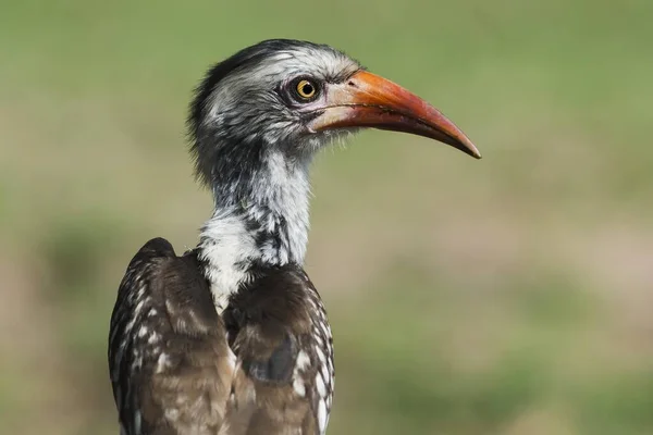 Noordse Hoornvogel Tockus Erythrorhynchus Chitwa Chitwa Sabi Sands Game Reserve — Stockfoto