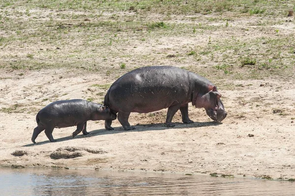 Hippopotame Hippopotame Amphibie Femelle Avec Jeune Sabi Sands Game Reserve — Photo