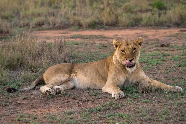 Lioness Panthera Leo Sabi Sands Game Reserve Sabi Sabi Bush — Stock Photo, Image