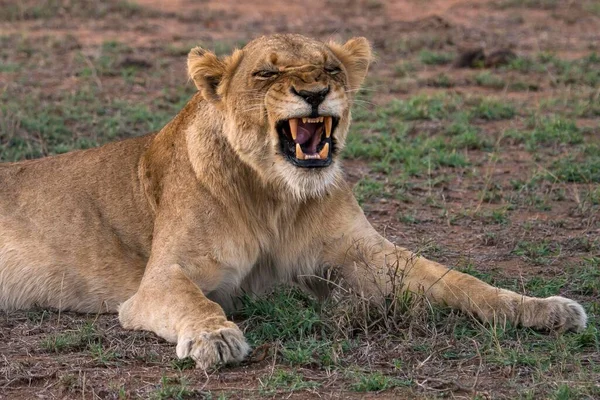 Lwica Panthera Leo Nagie Zęby Sabi Sands Game Reserve Sabi — Zdjęcie stockowe