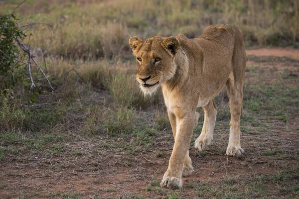 Lioness Panthera Leo Walking Sabi Sands Game Reserve Sabi Sabi — стоковое фото