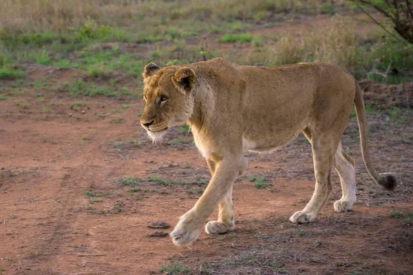 Löwin Panthera Leo Sabi Sands Game Reserve Sabi Sabi Bush — Stockfoto