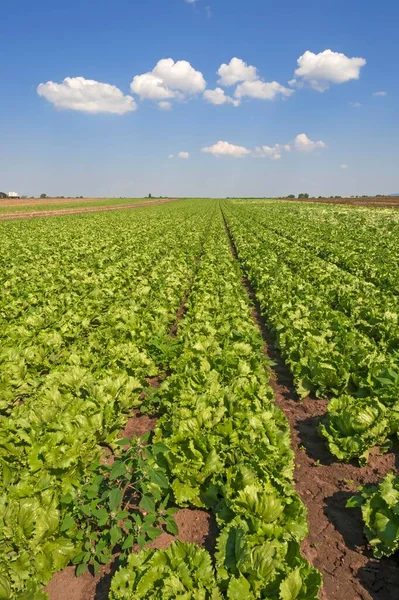 Salat Anbau Nel Paese Dell Aglio Area Coltivazione Ortaggi Hfles — Foto Stock