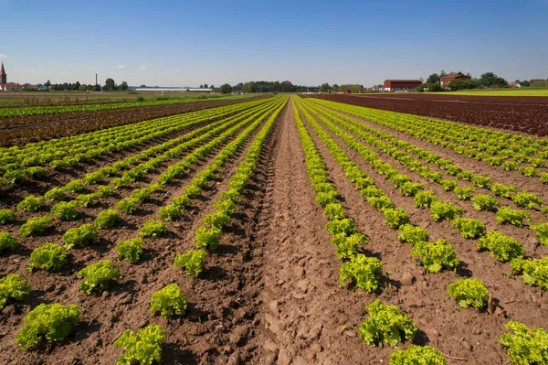 Lettuce Growing Vegetable Growing Area Hfles Nuremberg Middle Franconia Bavaria — Stock Photo, Image