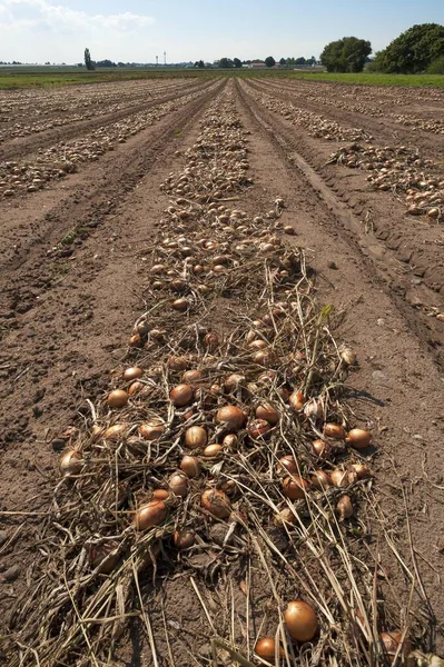 Cultivo Cebolla País Ajo Área Cultivo Verduras Hfles Cerca Nuremberg —  Fotos de Stock