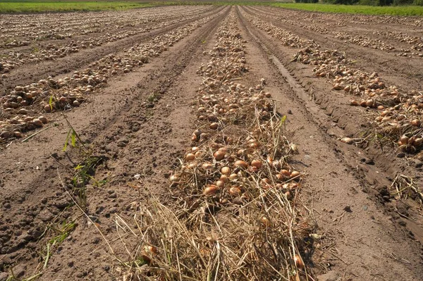 Coltivazione Cipolle Nel Paese Dell Aglio Area Coltivazione Ortaggi Hfles — Foto Stock