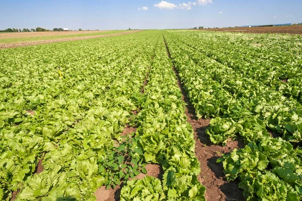 Salat Anbau Nel Paese Dell Aglio Area Coltivazione Ortaggi Hfles — Foto Stock