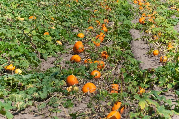 Hokkaido Kürbis Roter Hokkaido Cucurbita Maxima Anbaugebiet Gemüseanbaugebiet Hfles Bei — Stockfoto