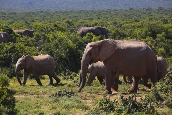 Elefantes Africanos Loxodonta Africana Rebanho Juvenis Parque Nacional Addo Elephant — Fotografia de Stock